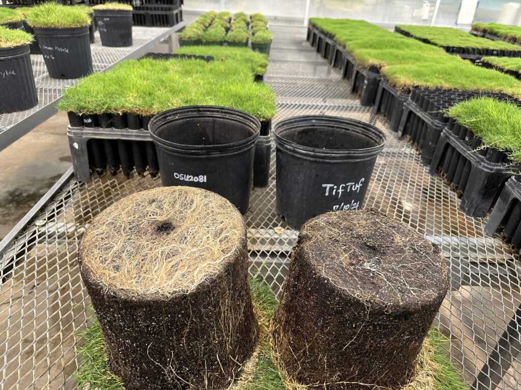 Quite possibly the most drought-resistant bermudagrass ever introduced for commercial production now growing at sod farms around the country for 2027 harvest